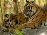 Bengal Tiger, 11 Month Old Cubs, Madhya Pradesh, India Lámina fotográfica por Elliott Neep