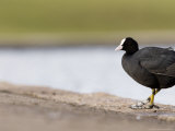 Common Coot, Perched on Edge of Lake Footpath, St. Albans, UK Photographie par Elliot Neep