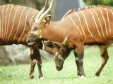 Bongo, Courting Pair, Zoo Animal Lámina fotográfica por Stan Osolinski Bongo, Courting Pair, Zoo Animal Lámina fotográfica por Stan Osolinski