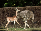 Gerenuk, Courting Ostrich, Zoo Animal Lámina fotográfica por Stan Osolinski Gerenuk, Courting Ostrich, Zoo Animal Lámina fotográfica por Stan Osolinski