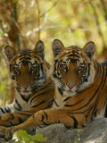 Bengal Tiger, 11 Month Old Juveniles, Madhya Pradesh, India Photographie par Elliot Neep
