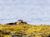 European Otters, Female Sibling Otters Basking on Seaweed Covered Rocks, Scotland Photographic Print by Elliot Neep