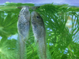 Common Frog, Tadpole Lámina fotográfica por London Scientific Films