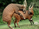 Bongo, Mating Attempt, Zoo Animal Lámina fotográfica por Stan Osolinski Bongo, Mating Attempt, Zoo Animal Lámina fotográfica por Stan Osolinski