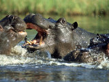 Hippopotamus, Fighting Lámina fotográfica por Richard Packwood