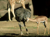 Gerenuk, Courting Ostrich, Zoo Animal Lámina fotográfica por Stan Osolinski Gerenuk, Courting Ostrich, Zoo Animal Lámina fotográfica por Stan Osolinski