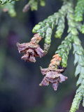 Hiba, Cones Photographic Print by Kidd Geoff