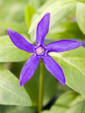 Greater Periwinkle, Vinca Major Variety Oxyloba Photographic Print by Geoff Kidd