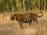 Bengal Tiger, Male Walking in Grass, Madhya Pradesh, India Lámina fotográfica por Elliott Neep
