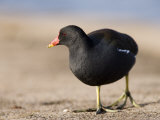 Common Moorhen, Walking on Footpath, St. Albans, UK Photographie par Elliott Neep