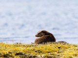European Otter, Female on Seaweed Covered Rocks, Scotland Photographic Print by Elliot Neep