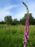 Foxglove, Ruislip Woods National Nature Reserve, UK Photographie par Elliott Neep