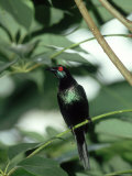 Metallic Starling, Zoo Animal Photographie par Stan Osolinski