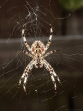 Garden Spider on Web from Below, Middlesex, UK Photographic Print by O'toole Peter