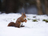 Red Squirrel, Sat in Snow, Lancashire, UK Fotografie-Druck von Elliott Neep