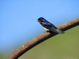 Swallow, Perched on Rusty Metal Pipe, Pembrokeshire, UK Photographie par Elliot Neep