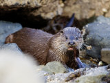 European Otter Eating an Eel on a Rocky Shore, Scotland Lámina fotográfica por Elliott Neep European Otter Eating an Eel on a Rocky Shore, Scotland Lámina fotográfica por Elliott Neep