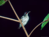 Metallic Starling, Juvenile Hunting, Zoo Animal Photographie par Stan Osolinski