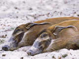 Red River Hog, Resting Pair, Zoo Animal Photographie par Stan Osolinski