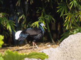 Malayan Crested Fireback Pheasant, Male in Clearing, Zoo Animal Photographic Print by Stan Osolinski
