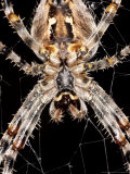Garden Spider, Close-up from Below, Middlesex, UK Lámina fotográfica por O'toole Peter