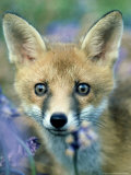Red Fox, Close up of Young Fox Looking Through Long Grass, UK Photographic Print by Oxford Scientific