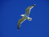 Lesser Black-Backed Gull in Flight, Pembrokeshire, UK Photographic Print by Elliot Neep
