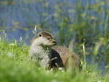 European Otter on Grass Bank Near Water, Sussex, UK Lámina fotográfica por Elliott Neep European Otter on Grass Bank Near Water, Sussex, UK Lámina fotográfica por Elliott Neep