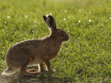 Brown Hare, Backlit Brown Hare in Green Grass, Lancashire, UK Lámina fotográfica por Elliott Neep