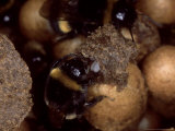 Bumble Bees, Worker Eating Eggs, UK Lámina fotográfica por O'toole Peter Bumble Bees, Worker Eating Eggs, UK Lámina fotográfica por O'toole Peter