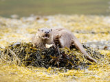 European Otter, Female Eating a Crab on a Seaweed Covered Rock, Scotland Photographic Print by Elliot Neep