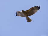 Crested Serpent Eagle, Eagle in Flight Against Blue Sky, Madhya Pradesh, India Photographic Print by Elliot Neep