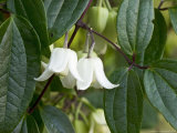 Climber, Clematis Urophylla Photographic Print by Geoff Kidd
