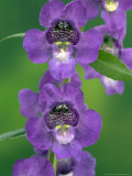 Snapdragon, Angelmist, Deep Plum Improved Photographic Print by Kidd Geoff