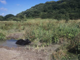Water Buffalo, the Welsh Wildlife Centre and Teifi Marshes Reserve, Wales Lámina fotográfica por O'toole Peter Water Buffalo, the Welsh Wildlife Centre and Teifi Marshes Reserve, Wales Lámina fotográfica por O'toole Peter