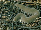 Velvet Worm, Jamaica Lámina fotográfica por Oxford Scientific Velvet Worm, Jamaica Lámina fotográfica por Oxford Scientific