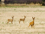 Roe Deer, Doe and Two Fawns in Fallow Field, UK Photographic Print by Elliott Neep Roe Deer, Doe and Two Fawns in Fallow Field, UK Photographic Print by Elliott Neep