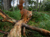 Red Squirrel, with Nut, Lancashire, UK Lámina fotográfica por Elliott Neep Red Squirrel, with Nut, Lancashire, UK Lámina fotográfica por Elliott Neep