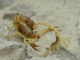 Scorpion, Androctonus Australis and Buthus Occitanus Lámina fotográfica por London Scientific Films Scorpion, Androctonus Australis and Buthus Occitanus Lámina fotográfica por London Scientific Films