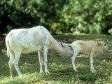 Addax, Mother Cleaning Baby Lámina fotográfica por Stan Osolinski Addax, Mother Cleaning Baby Lámina fotográfica por Stan Osolinski
