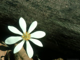 Bloodroot, Michigan Photographic Print by Stan Osolinski