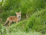 Red Fox, Solitary Fox Cub on Grassy Bank, Sussex, UK Lámina fotográfica por Elliott Neep