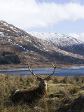 Highland Red Deer, Stag Laying in Grass with Mountainous Backdrop, the Highlands, Scotland Photographic Print by Elliot Neep