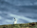 Mountain (Blue) Hare, Monadhliath Mtns, Scotland Photographic Print by Richard Packwood