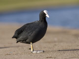 Common Coot, Standing on Path and Grass Verge, St. Albans, UK Photographie par Elliott Neep