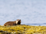 European Otter, Female on Seaweed Covered Rocks, Scotland Lámina fotográfica por Elliott Neep European Otter, Female on Seaweed Covered Rocks, Scotland Lámina fotográfica por Elliott Neep