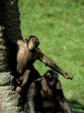 Chimpanzee, Using Tool to Feed, Zoo Animal Photographie par Stan Osolinski