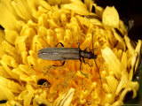 Oedemera Nobilis on Flower, UK Lámina fotográfica por O'toole Peter Oedemera Nobilis on Flower, UK Lámina fotográfica por O'toole Peter