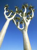 Quiver Tree, Namib-Naukluft Park, Namibia Fotografisk tryk af Richard Packwood Quiver Tree, Namib-Naukluft Park, Namibia Fotografisk tryk af Richard Packwood