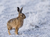 Common Hare, Standing in Haw-Frost Field, Lancashire, UK Lámina fotográfica por Elliott Neep Common Hare, Standing in Haw-Frost Field, Lancashire, UK Lámina fotográfica por Elliott Neep